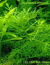 Hygrophila Difformis